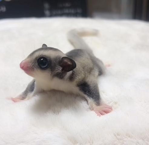 モザイクヘテロリューシ　リングテール