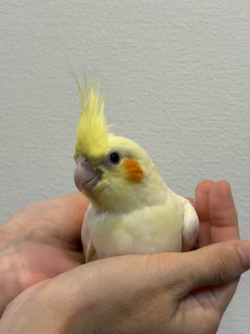オカメインコ