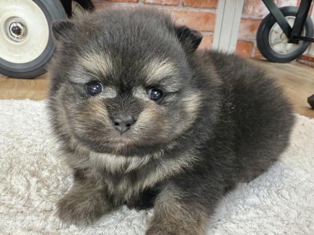 ポメラニアン