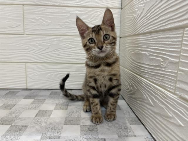 ベンガル
