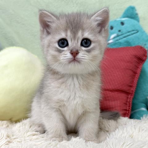 ブリティッシュショートヘア