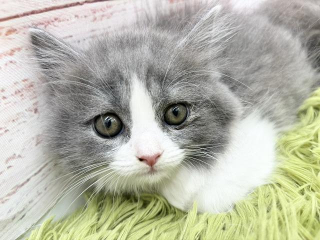 スコティッシュフォールド