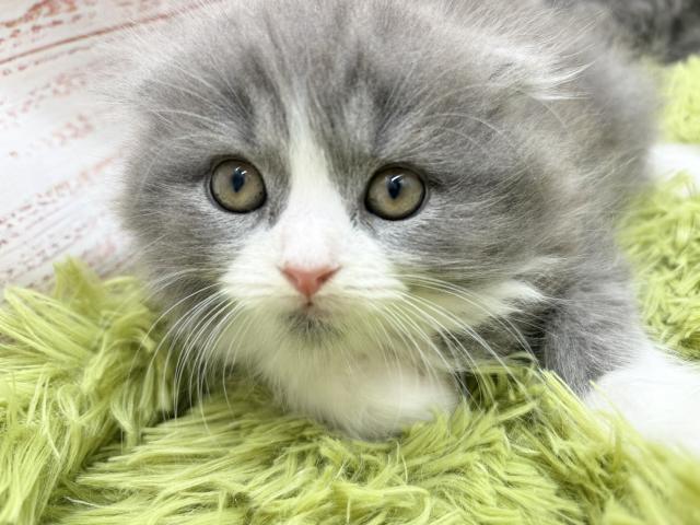スコティッシュフォールド
