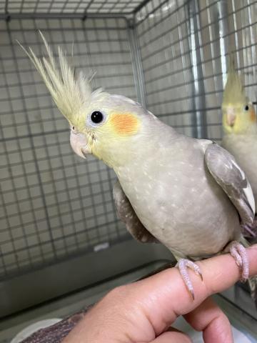 オカメインコシナモン