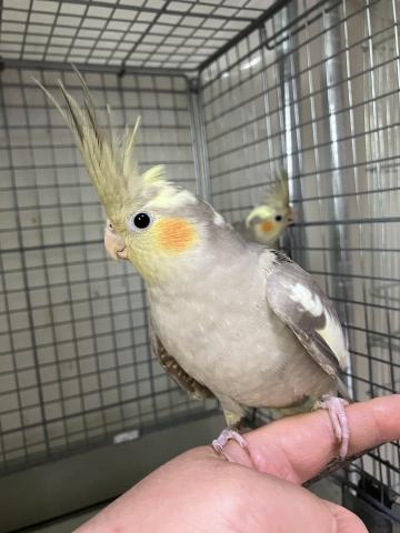 オカメインコシナモン