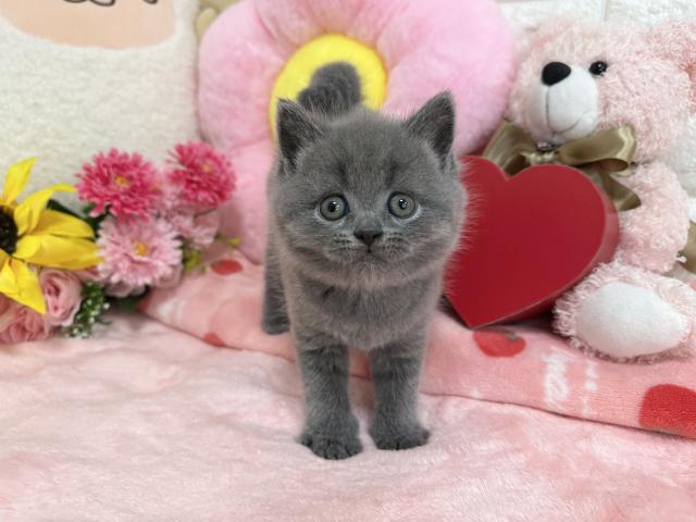 ブリティッシュショートヘア