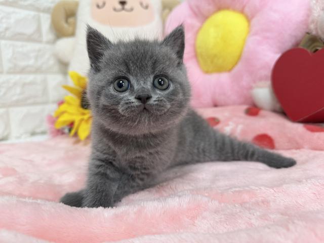 ブリティッシュショートヘア