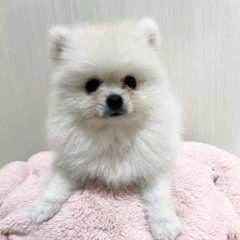 ポメラニアン