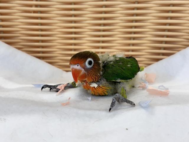ルリコシボタンインコ