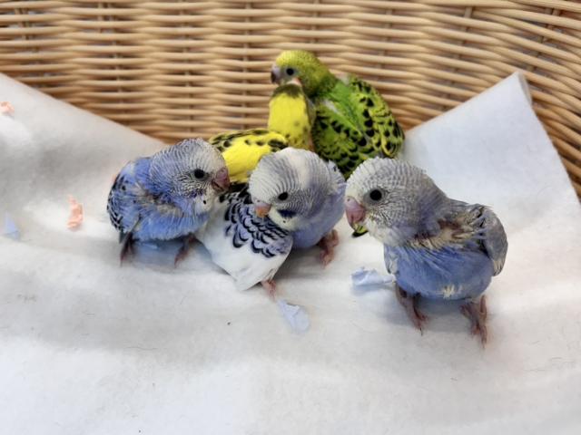 セキセイインコ