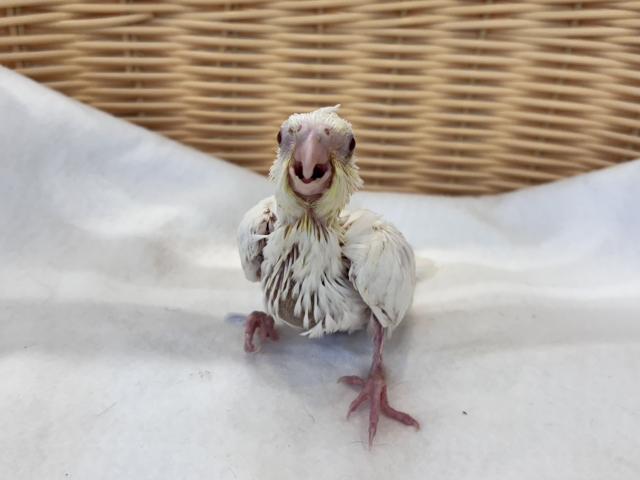スーパーホワイトオカメインコ