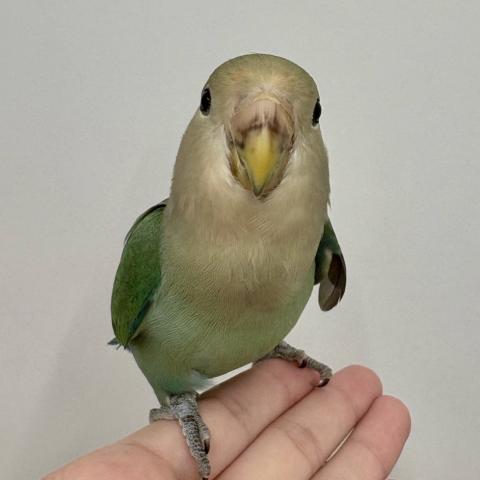 コザクラインコ　※性別不明