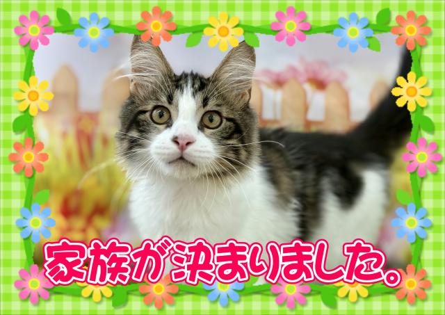 メインクーン