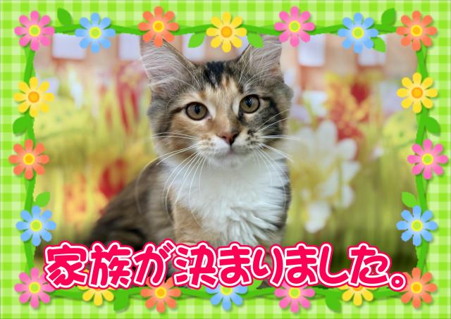 メインクーン