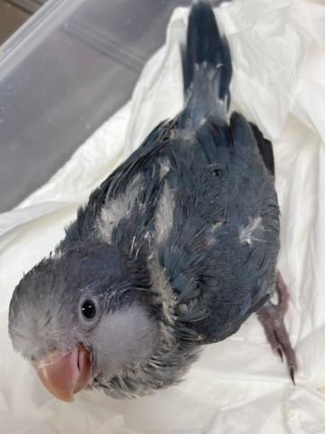 オキナインコ