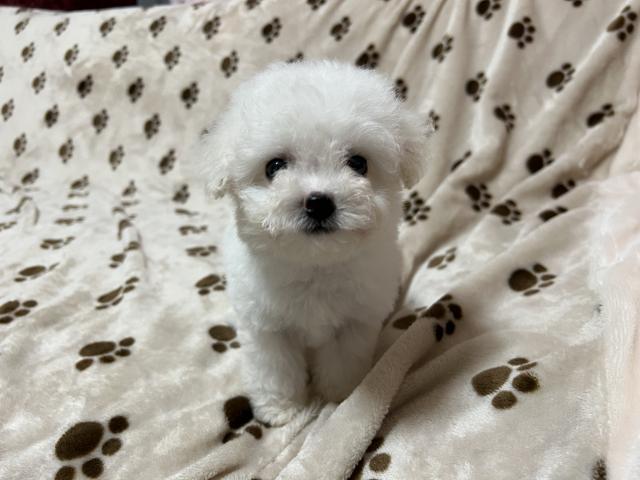 ビションフリーゼ