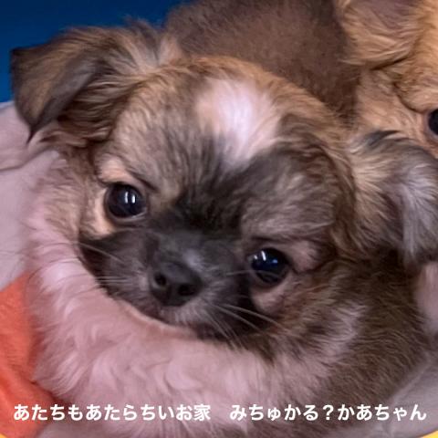 チワワ（ロングコート）