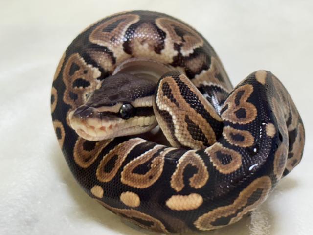 ボールパイソン①（シナモン）