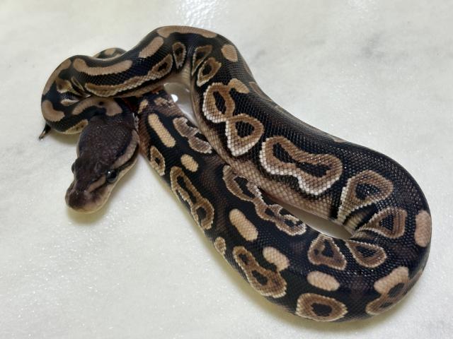 ボールパイソン⑥（シナモン）