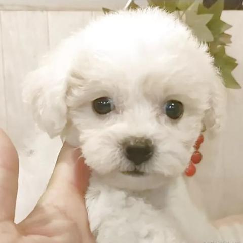 ビションフリーゼ