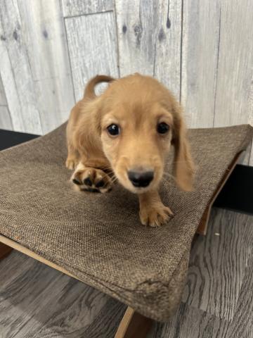 ミニチュアダックスフンド