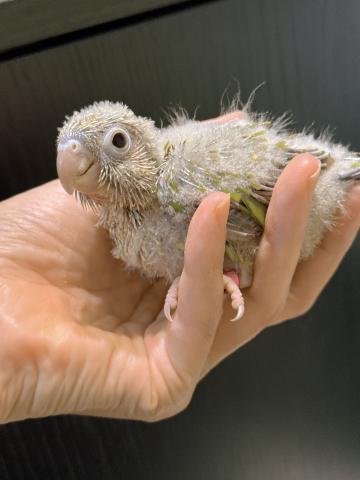 ウロコインコ⑦