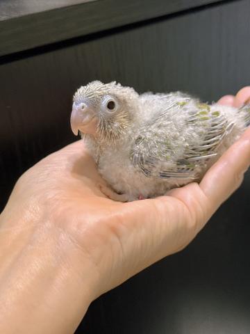 シナモン