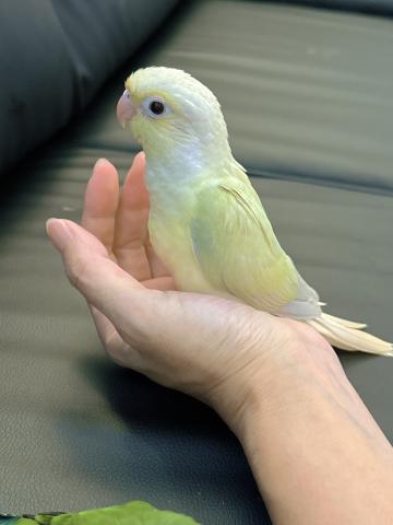 ウロコインコページです。 ホオミドリアカオウロコインコ - Wikipedia