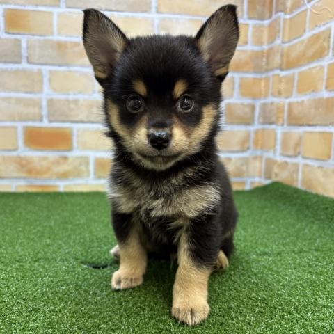 MIXチワワ×柴犬