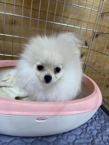 ポメラニアン