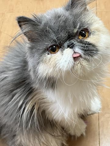 エキゾチックショートヘアー
