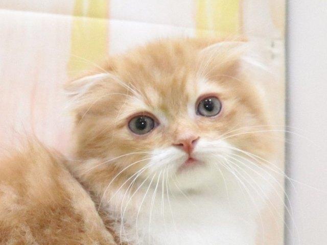 スコティッシュフォールド