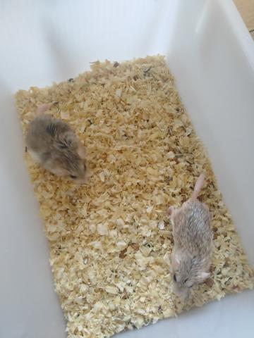 マカロニマウス