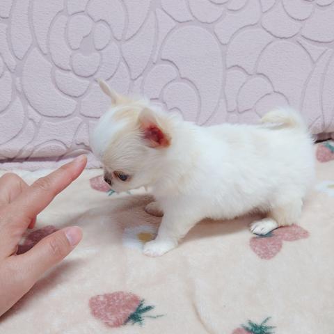 チワワ（ロングコート）