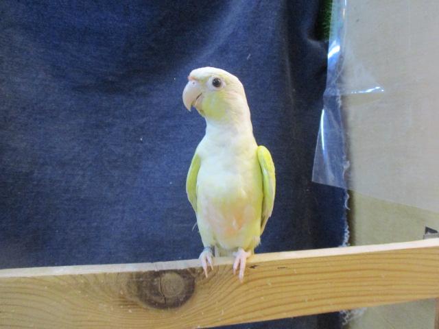 ホオミドリウロコインコ　