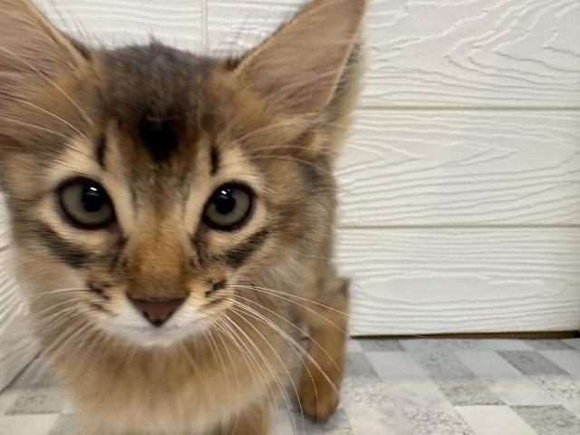 ソマリ