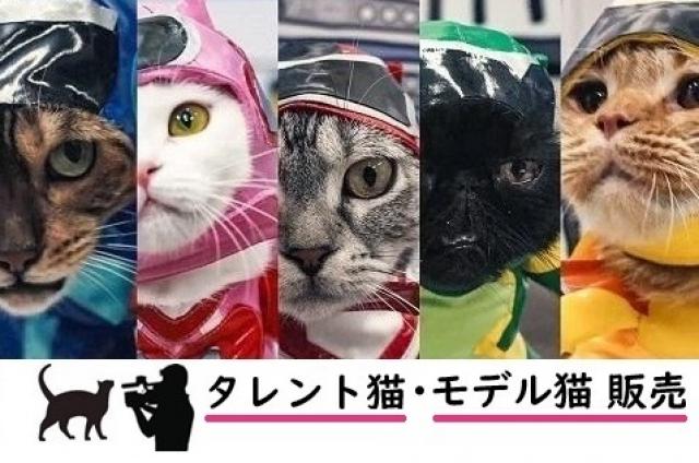タレント猫専門店⭐ねこランド春日部西口店⭐
