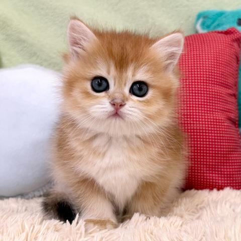 ブリティッシュショートヘア