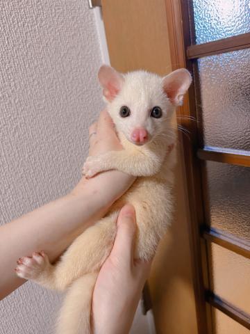 コモンパームシベット