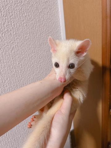 コモンパームシベット