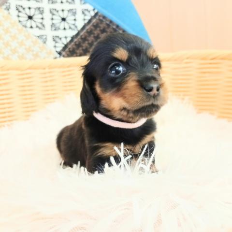ミニチュアダックスフンド