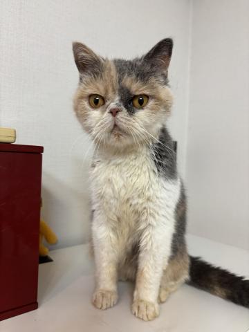 エキゾチックショートヘアー