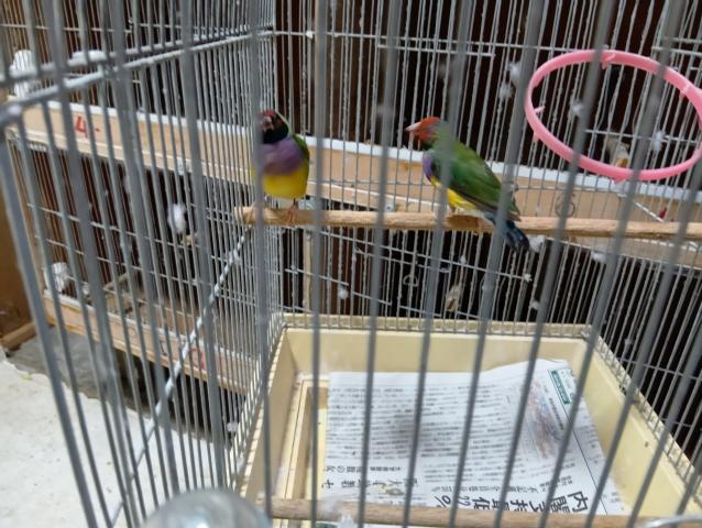 胡錦鳥２羽