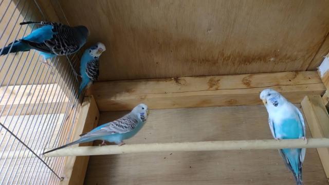 ジャンボセキセイインコ