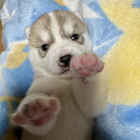 シベリアンハスキー