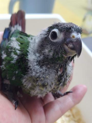 ウロコインコ
