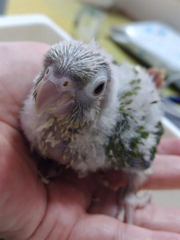 ウロコインコ