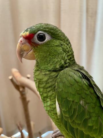 コボウシインコ