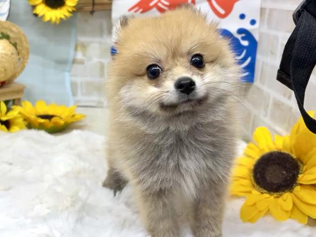 ポメラニアン❣️ふわふわで可愛い★表示価格は生体価格、ワクチン、マイクロチップ、生命、先天性病気保障、など諸費用全部含むの総額です！ ★ご来店お待ちしております。