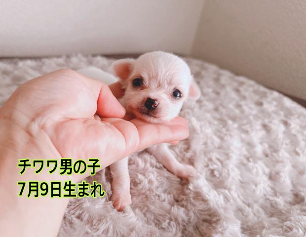 チワワ（スムースコート）